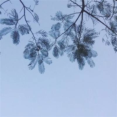 泰拉瑞亚tmodloader官方下载模组
